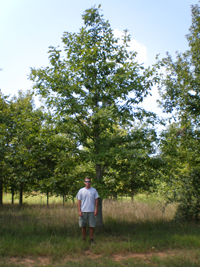 Chestnut Oak